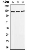 CD295 Antibody