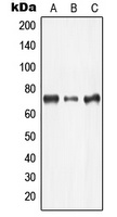 LIMK2 Antibody