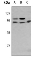 Lamin A/C Antibody