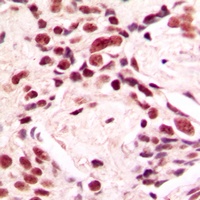 Anti-Lamin A/C Antibody