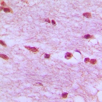 Anti-Lamin B1 Antibody