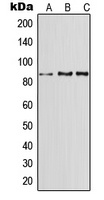CD91 Rabbit Polyclonal Antibody