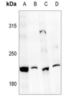 CD205 Antibody