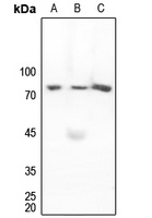 MARCKS Rabbit Polyclonal Antibody