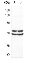 SMAD1 Antibody