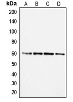 SMAD2 Antibody