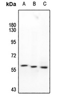 SMAD2/3 Rabbit Polyclonal Antibody