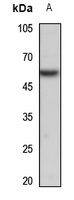 SMAD5 Antibody