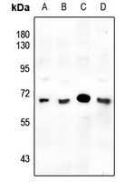 SMAD6 Antibody