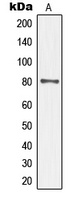TAU (Phospho-S552) Antibody