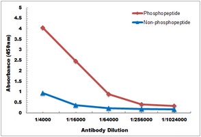 Anti-TAU (Phospho-T534) Antibody