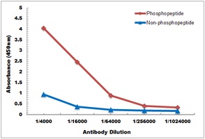 Tau antibody