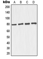 TAU Rabbit Polyclonal Antibody