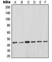 MCL1 Antibody