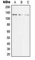 MCM2 Antibody