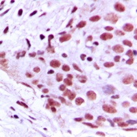 Anti-MCM2 Antibody