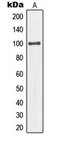 MCM4 Antibody