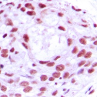 Anti-MCM4 Antibody