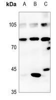 CDC46 Antibody