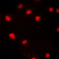 CDC46 Antibody