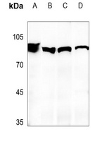 MDM2 Antibody