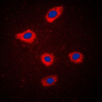 SCGB2A2 antibody