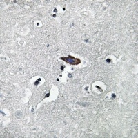 Aquaporin 0 Rabbit Polyclonal Antibody