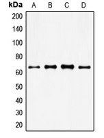 FOXO4 Antibody