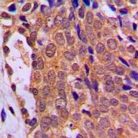 FOXO4 Antibody