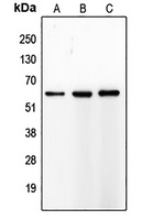 MMP8 Antibody
