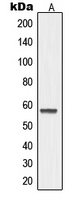 MMP19 Antibody