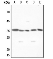 MNAT1 Antibody