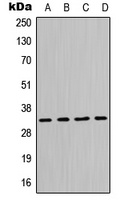 MPG Antibody