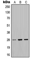 MPZ Antibody