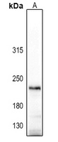 CD206 Antibody