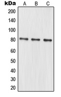 MRE11 Antibody