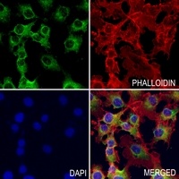 MT-ATP6 antibody