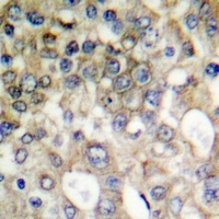 MUC1 (phospho-Y1229) antibody