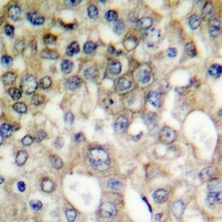 Anti-MUC1 (Phospho-Y1229) Antibody