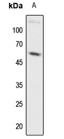 c-Myc Rabbit Polyclonal Antibody