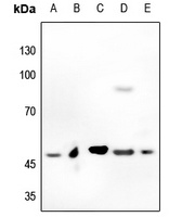 c-Myc Antibody