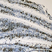 Anti-c-Myc Antibody