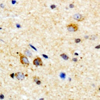 Anti-MYD88 Antibody