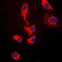 Anti-MYD88 Antibody