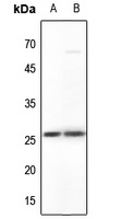 MYF5 Antibody