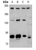 Myosin 8 Rabbit Polyclonal Antibody
