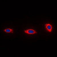 Anti-NDUFA4 Antibody