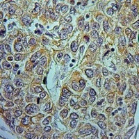 Anti-NDUFA9 Antibody