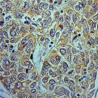 NDUFA9 antibody