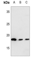 NEDD8 Rabbit Polyclonal Antibody